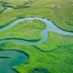 Focus Group VCMI sui mercati del carbonio