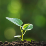Road to COP29 – Call for interest