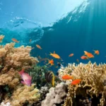 ICC mobilita le imprese per la salvaguardia degli oceani